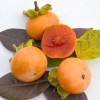 Kaki (Diospyros kaki) CHINEBULI