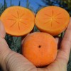 Persimmon (D. kaki x D. virginiana) DAR SOPHIEVKI