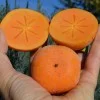 Hurmi Kaki (D. kaki x D. virginiana) DAR SOFIEVKY