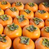 Persimmon (D. kaki x D. virginiana) DAR SOPHIEVKI