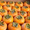 Hurmi Kaki (D. kaki x D. virginiana) DAR SOFIEVKY