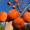 Hurmi Kaki (D. kaki x D. virginiana) DAR SOFIEVKY