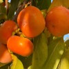 Persimmon (D. kaki x D. virginiana) DAR SOPHIEVKI