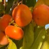 Hurmi Kaki (D. kaki x D. virginiana) DAR SOFIEVKY