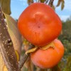 Persimmon (D. kaki x D. virginiana) DAR SOPHIEVKI