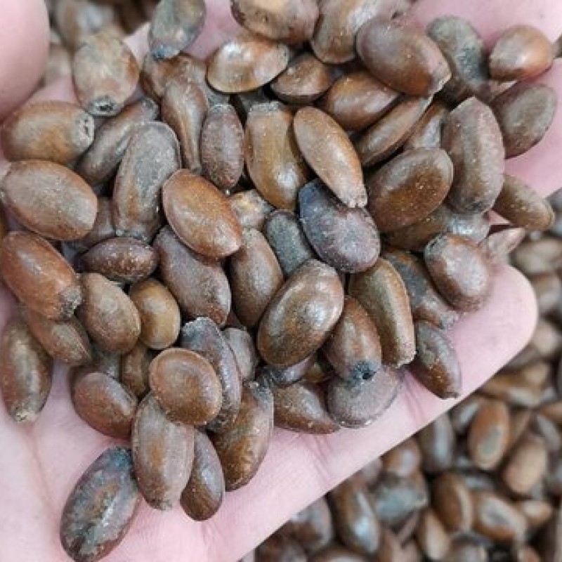 Diospyros virginiana semená