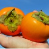 Hurmi Kaki (Diospyros kaki) DUNAJ