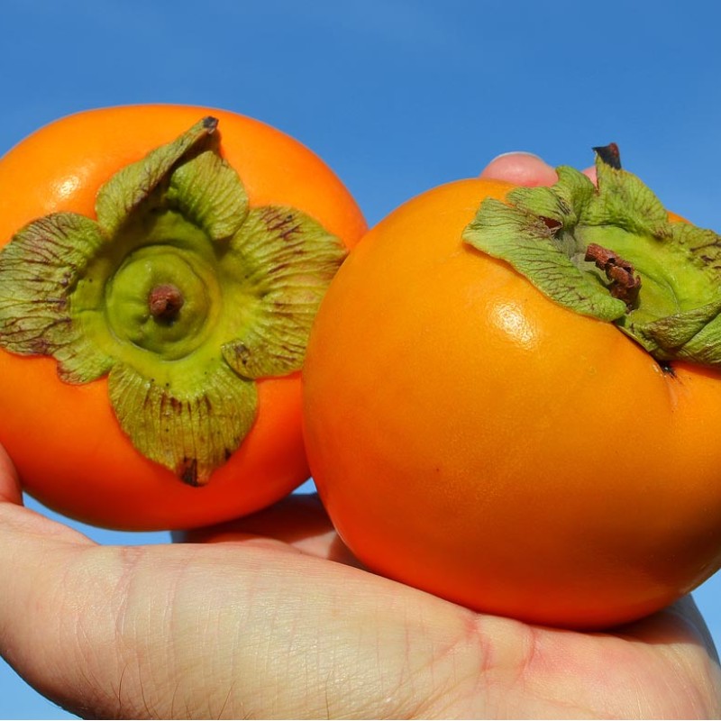 Hurmi Kaki (Diospyros kaki) DUNAJ
