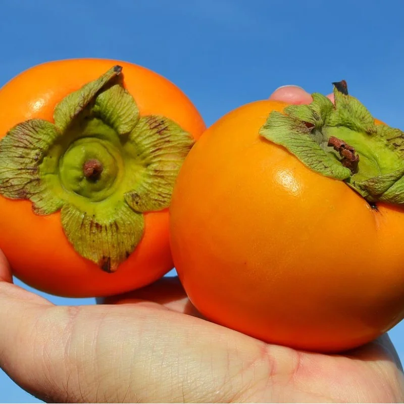 Persimmon (Diospyros kaki) DUNAI