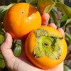 Hurmi Kaki (Diospyros kaki) DUNAJ