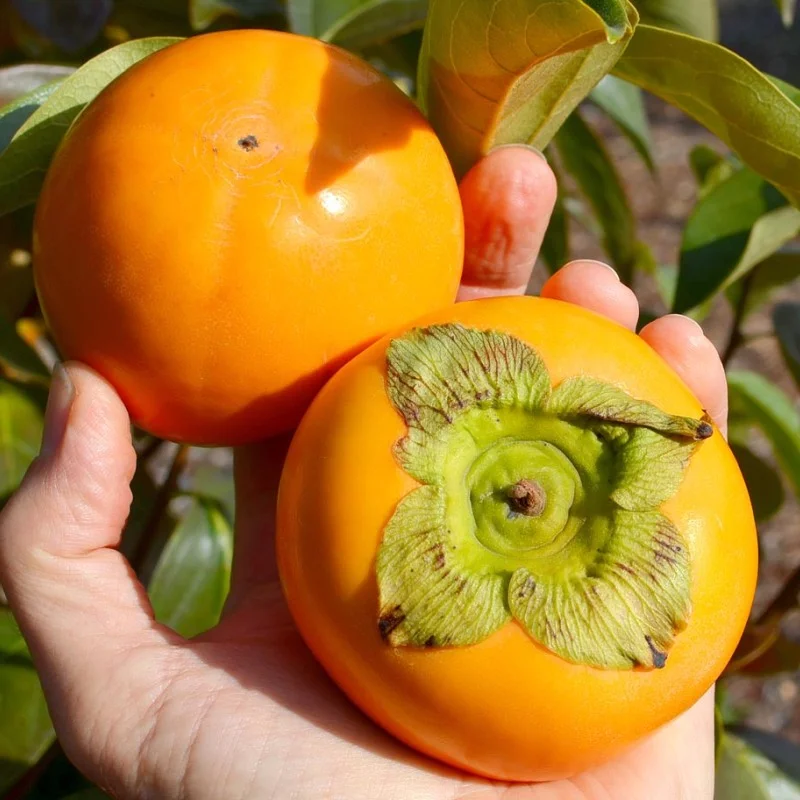 Persimmon (Diospyros kaki) DUNAI