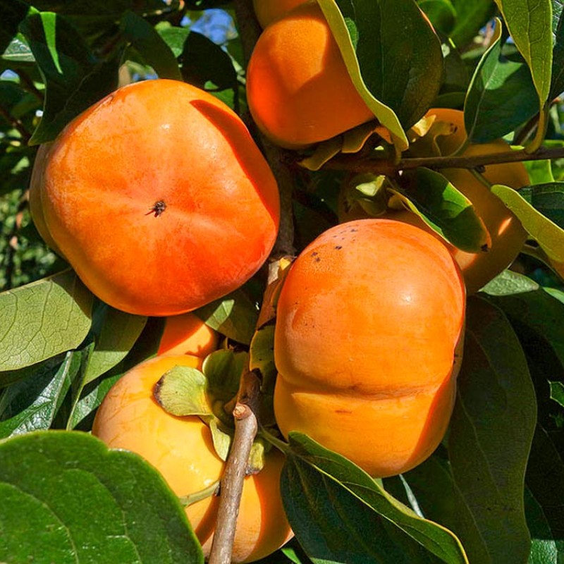 Hurmi Kaki (D.kaki x D.virginiana) GORA ROGERS
