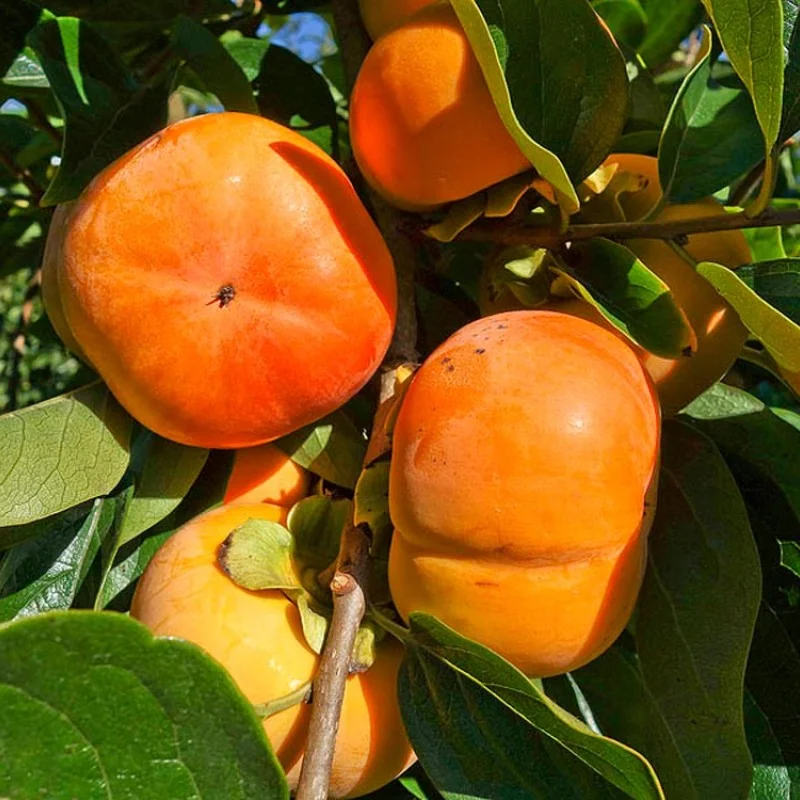 Hurmi Kaki (D.kaki x D.virginiana) GORA ROGERS