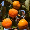 Hurmi Kaki (D. kaki x D. virginiana) GORA ROMAN KOŠ