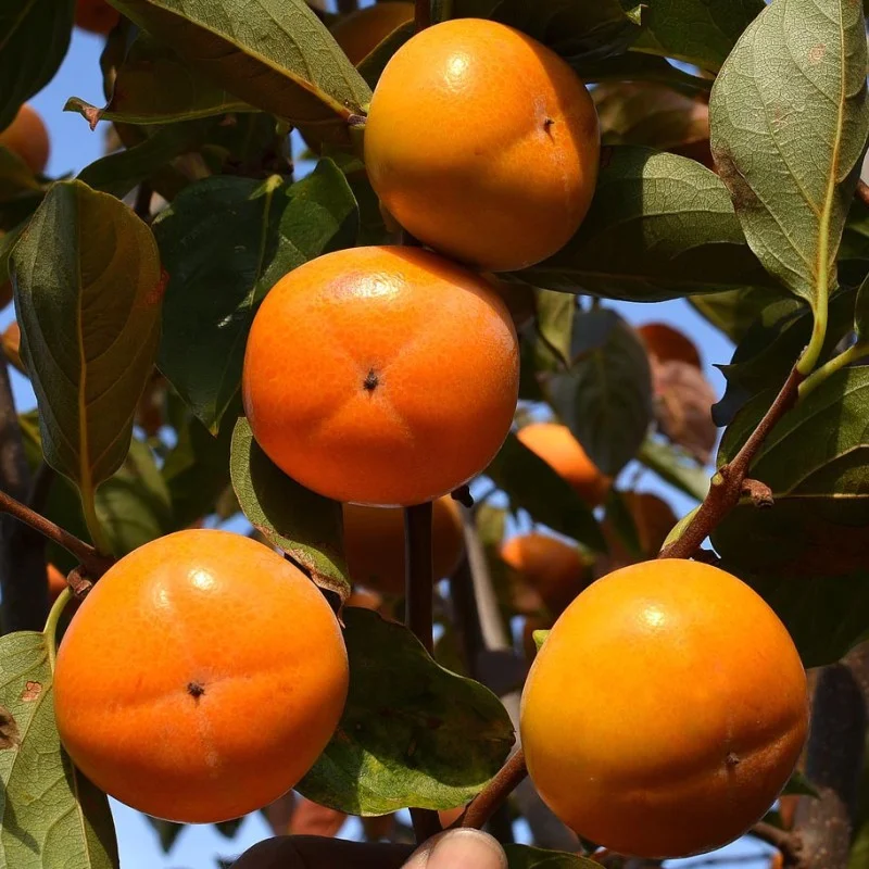Persimmon (D. kaki x D. virginiana) GORA ROMAN KOSH