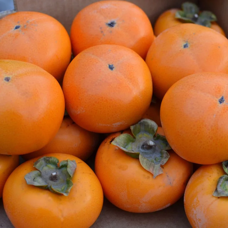 Persimmon (D. kaki x D. virginiana) GORA ROMAN KOSH