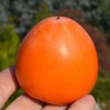 Hurmi Kaki (Diospyros kaki) HACHIYA