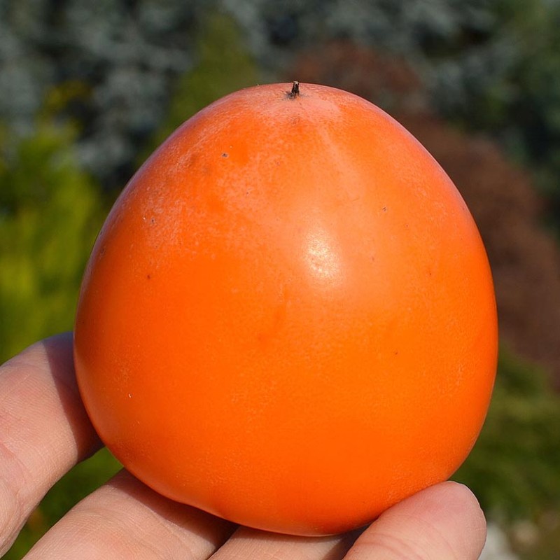 Hurmi Kaki (Diospyros kaki) HACHIYA