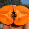 Hurmi Kaki (Diospyros kaki) HACHIYA