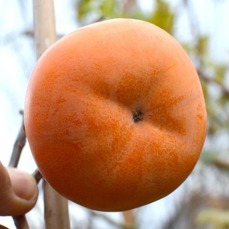 Persimmon (Diospyros kaki) JIRO