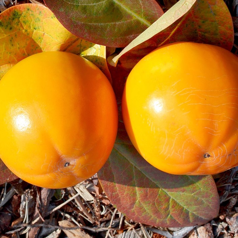 Hurmi Kaki (Diospyros kaki) KOSTATA selekcia BS Hofmann