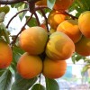 Persimmon (Diospyros kaki) KOSTATA