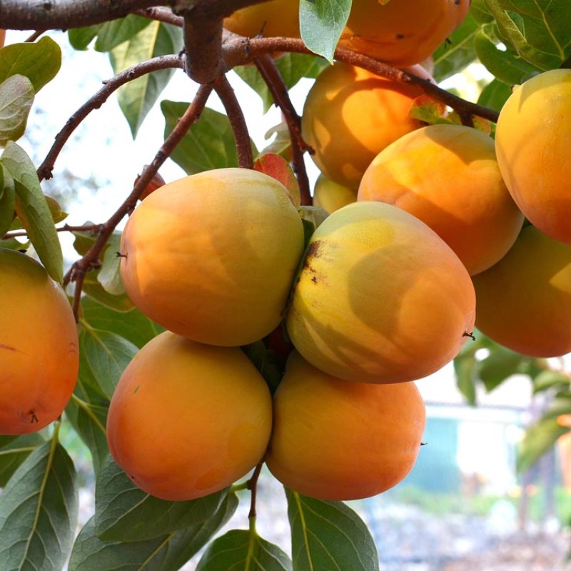 Persimmon (Diospyros kaki) KOSTATA