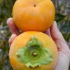 Persimmon (Diospyros kaki) KOSTATA