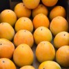 Persimmon (Diospyros kaki) KOSTATA