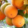 Persimmon (Diospyros kaki) KOSTATA