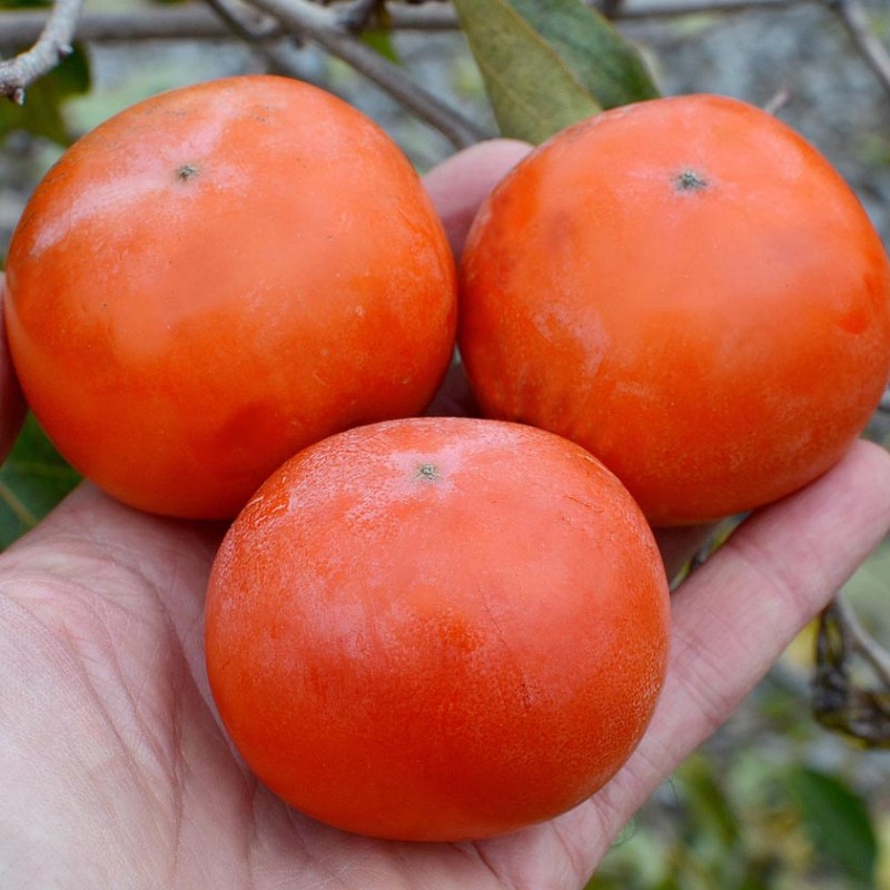 Kaki (Diospyros kaki) MATSUMOTO WASE FUYU