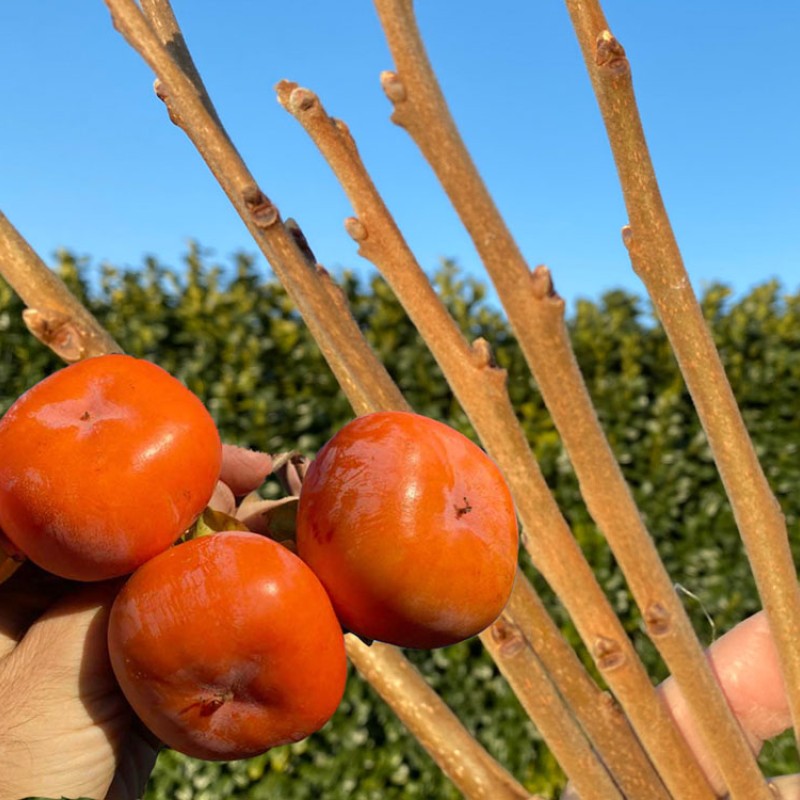 Persimmon (D. kaki x D. virginiana) DAR SOPHIEVKI