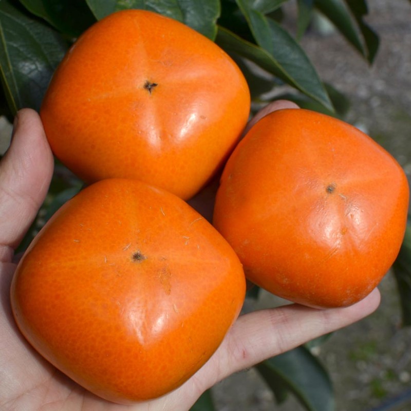 Kaki (Diospyros kaki) SHARON