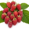 Malina (Rubus idaeus) ANFISA