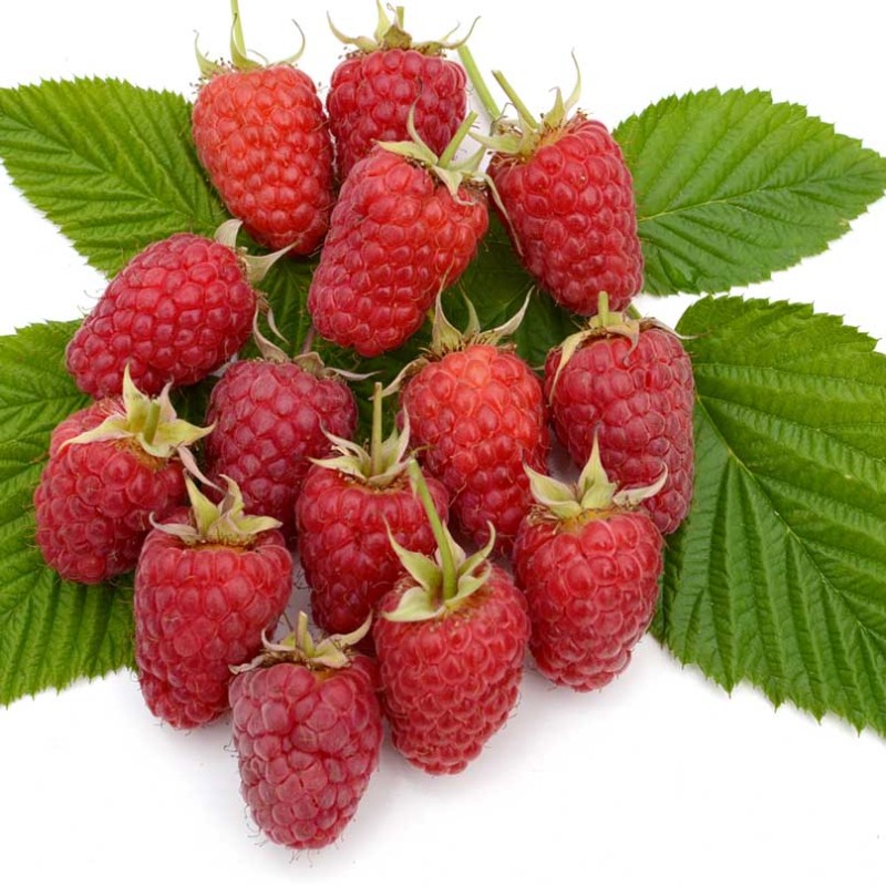 Malina (Rubus idaeus) ANFISA