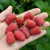 Malina (Rubus idaeus) ANFISA