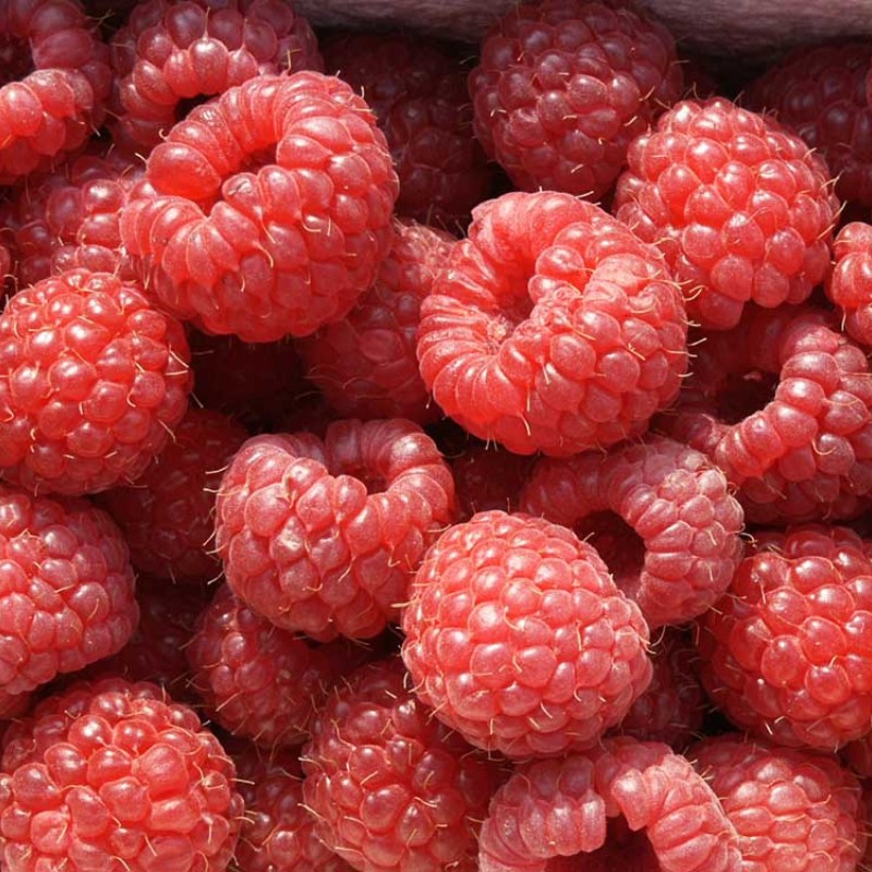 Malina (Rubus idaeus) AROMA QUEEN®