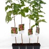Malina (Rubus idaeus) AROMA QUEEN®