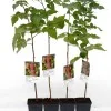 Raspberry (Rubus idaeus) AROMA QUEEN®