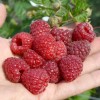 Malina (Rubus idaeus) DELNIWA