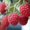 Malina (Rubus idaeus) GLEN AMPLE®
