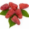 Malina (Rubus idaeus) GORDOSŤ ROSSII