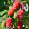 Malina (Rubus idaeus) GORDOSŤ ROSSII