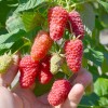 Malina (Rubus idaeus) GORDOSŤ ROSSII