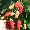 Malina (Rubus idaeus) GORDOSŤ ROSSII
