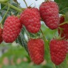 Malina (Rubus idaeus) GORDOSŤ ROSSII