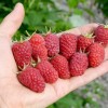 Malina (Rubus idaeus) GORDOSŤ ROSSII