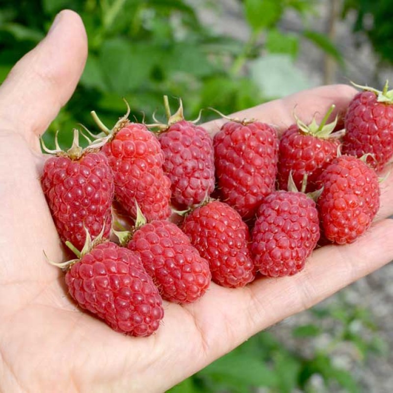 Malina (Rubus idaeus) GORDOSŤ ROSSII