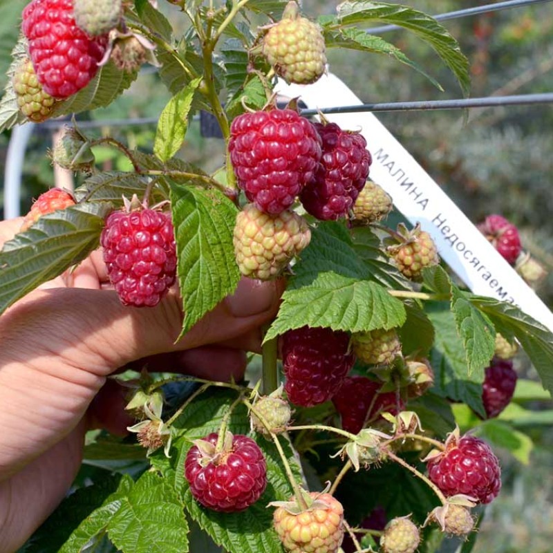 Malina (Rubus idaeus) NEDOSJAGEMAJA