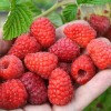 Malina (Rubus idaeus) POKUSA
